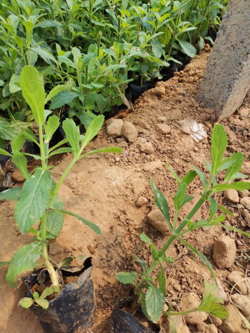 马鞭草马鞭草苗花海花卉种苗基地直发