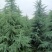 雪松4一8米雪松，4一6米雪松量大