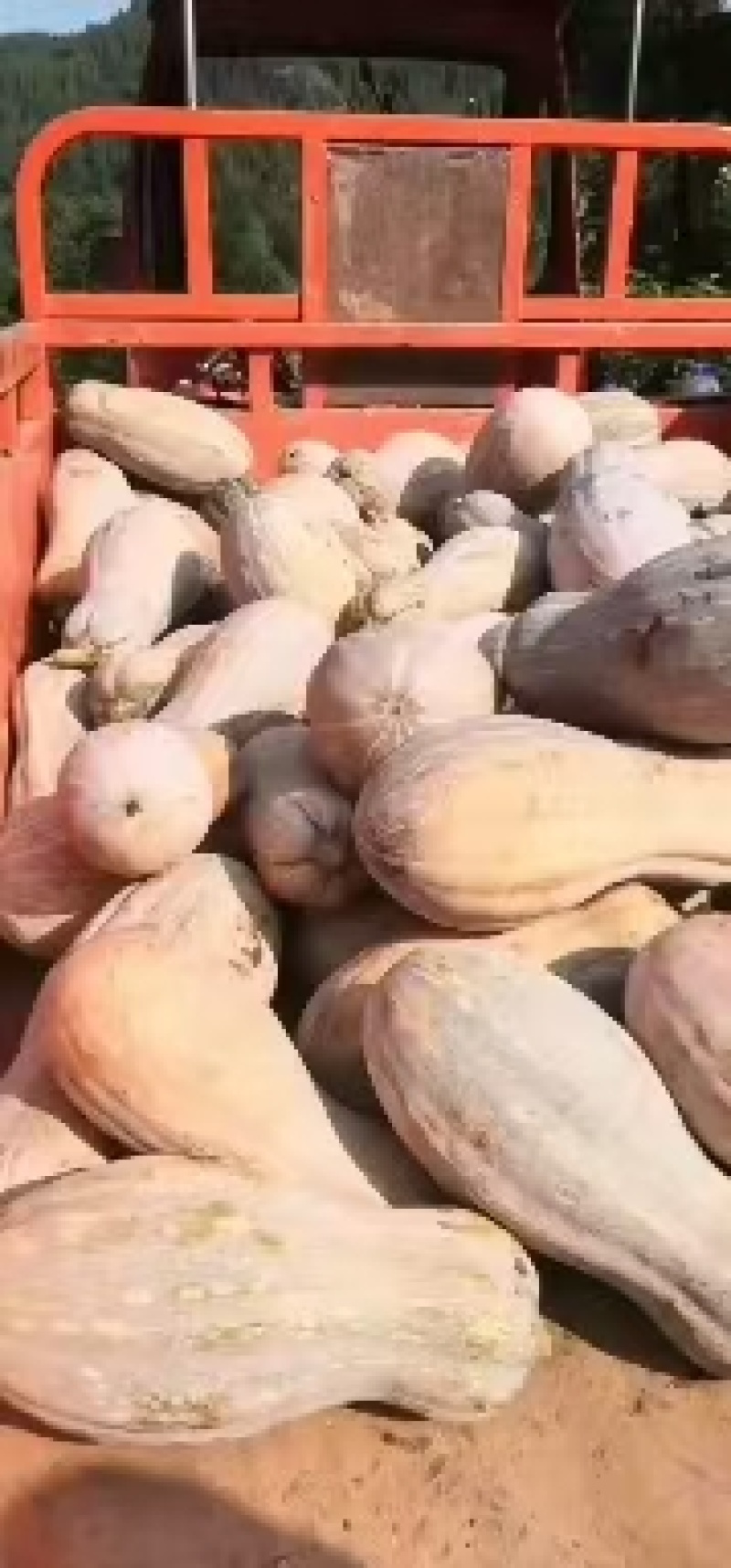 蜜本南瓜，广东南瓜，产区直发，新鲜蔬菜南瓜，大量