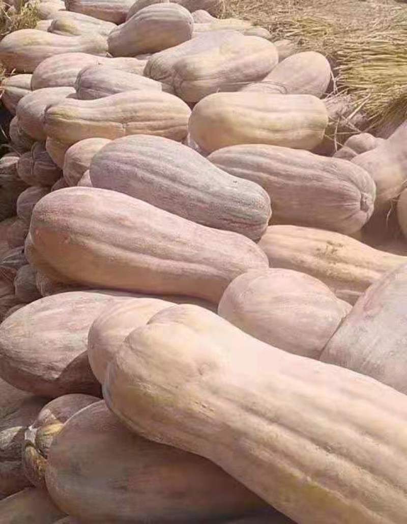 蜜本南瓜，广东南瓜，产区直发，新鲜蔬菜南瓜，大量