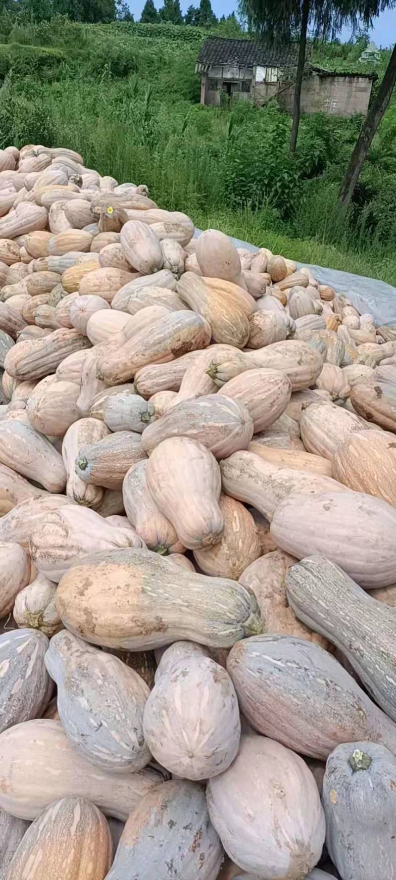 蜜本南瓜，广东南瓜，产区直发，新鲜蔬菜南瓜，大量