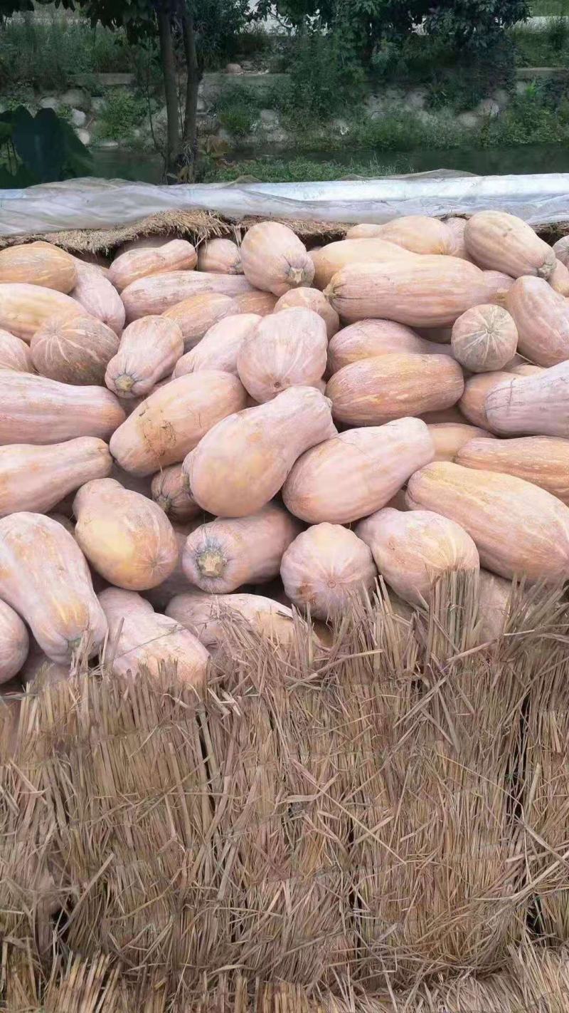 蜜本南瓜，广东南瓜，产区直发，新鲜蔬菜南瓜，大量