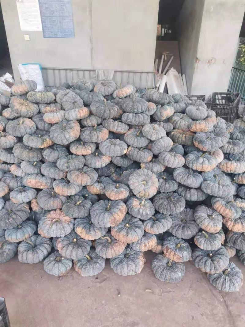 蜜本南瓜，广东南瓜，产区直发，新鲜蔬菜南瓜，大量