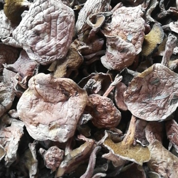 云南野生菌批发，精选红乳牛肝菌