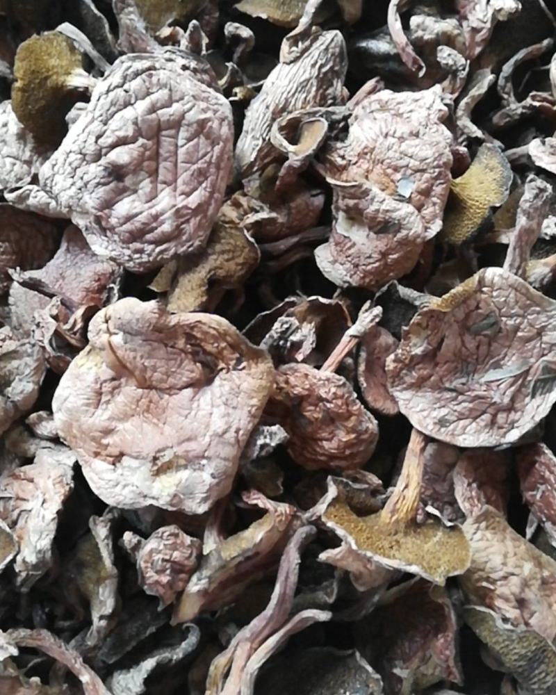 云南野生菌批发，精选红乳牛肝菌