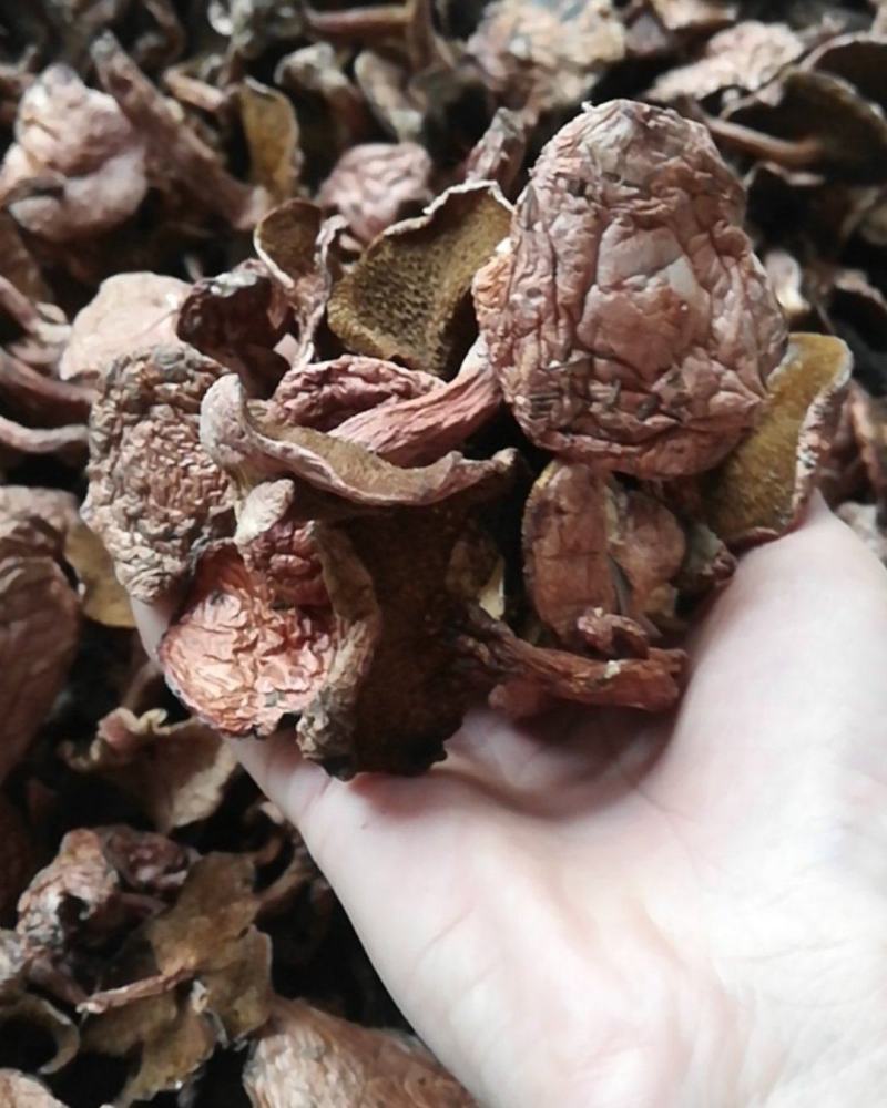 云南野生菌批发，精选红乳牛肝菌