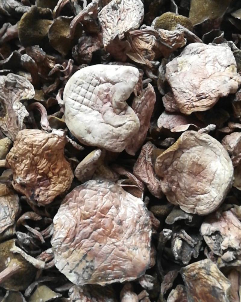 云南野生菌批发，精选红乳牛肝菌