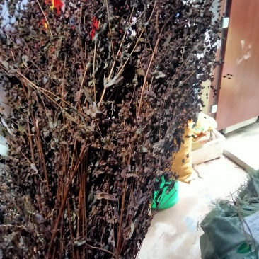 中药材元宝草合掌草对月草整棵带根干货