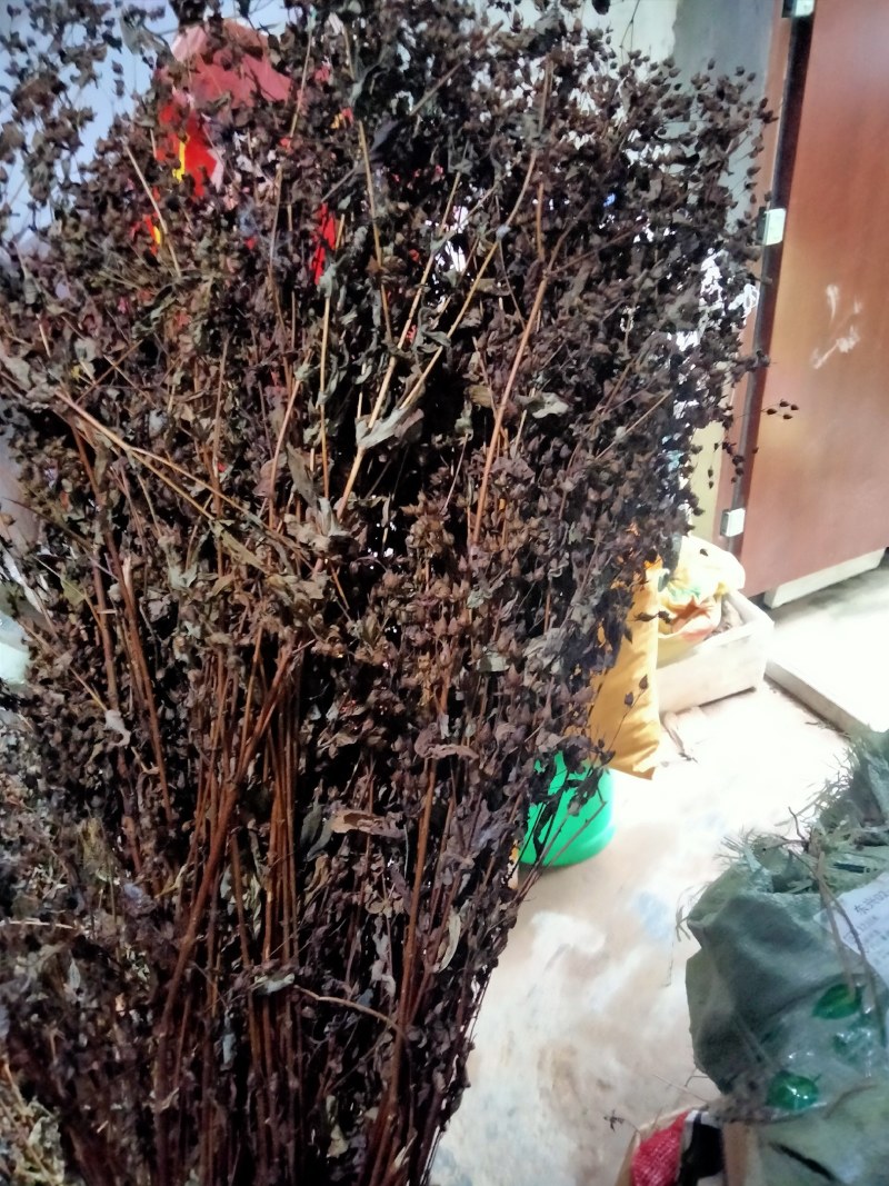 中药材元宝草合掌草对月草整棵带根干货