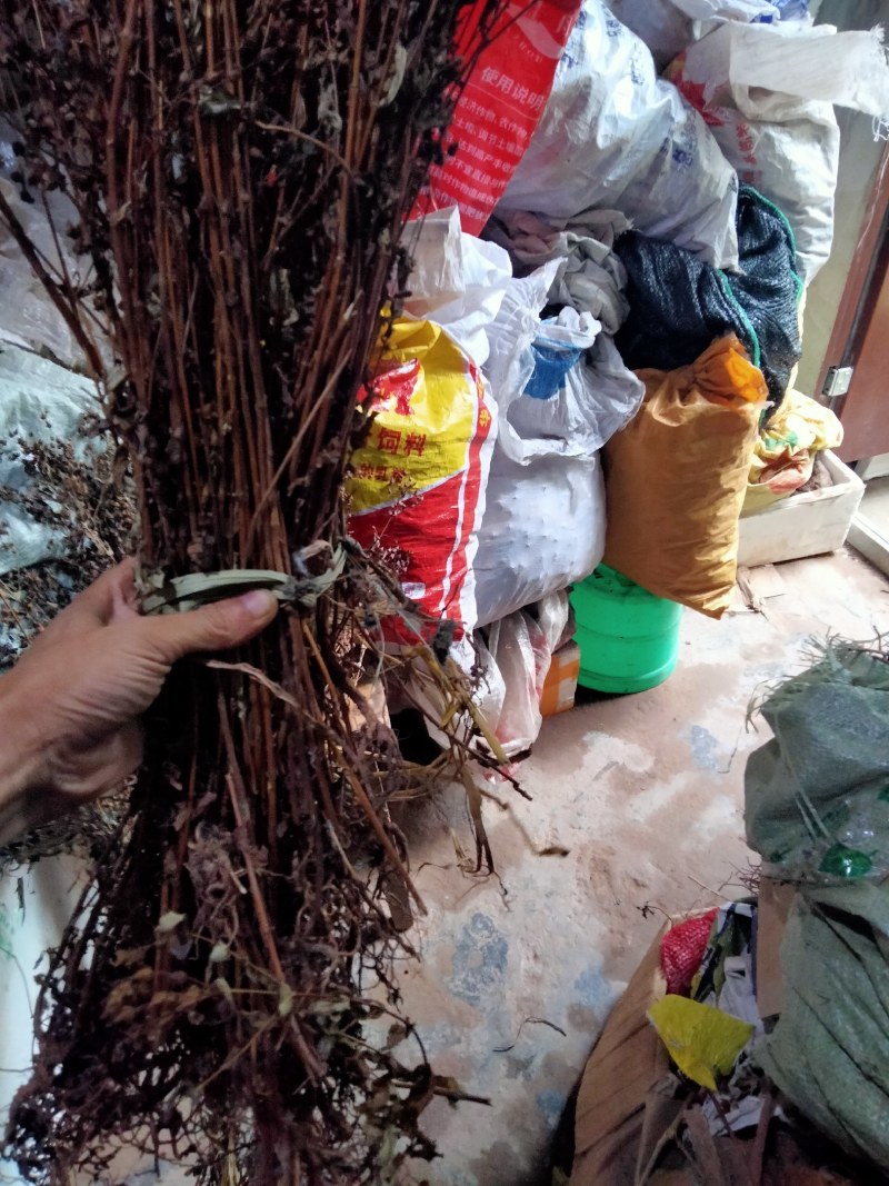 中药材元宝草合掌草对月草整棵带根干货