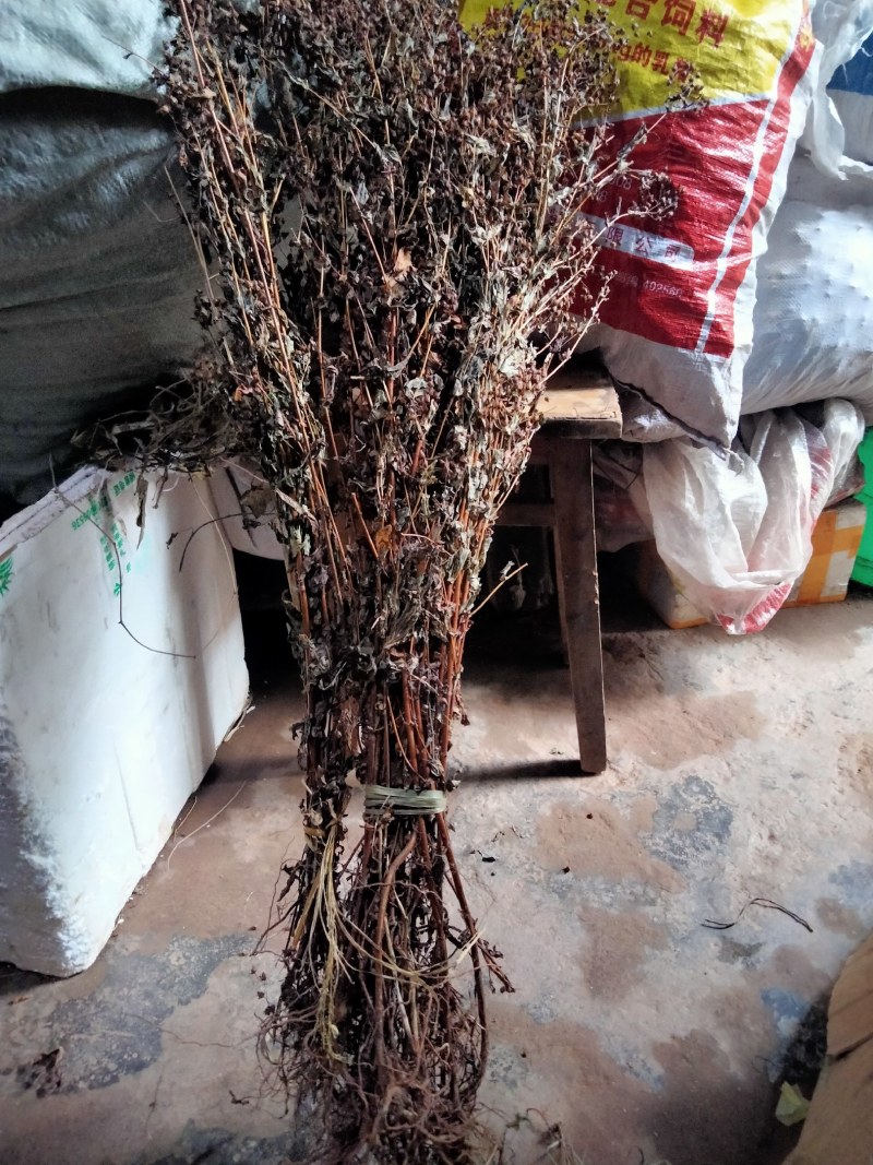中药材元宝草合掌草对月草整棵带根干货