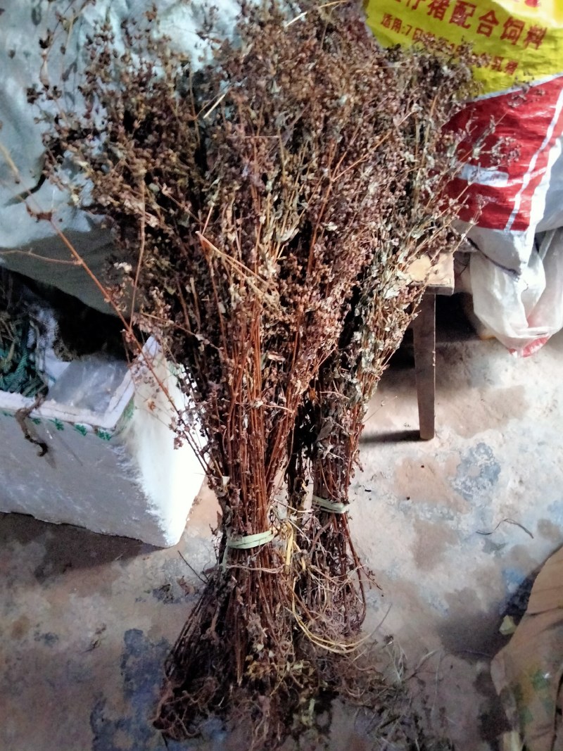 中药材元宝草合掌草对月草整棵带根干货