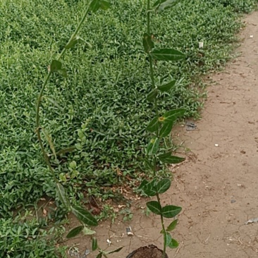 基地直销小叶扶芳藤杯苗绿化植物四级常绿苇茅杯苗
