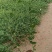 基地直销小叶扶芳藤杯苗绿化植物四级常绿苇茅杯苗