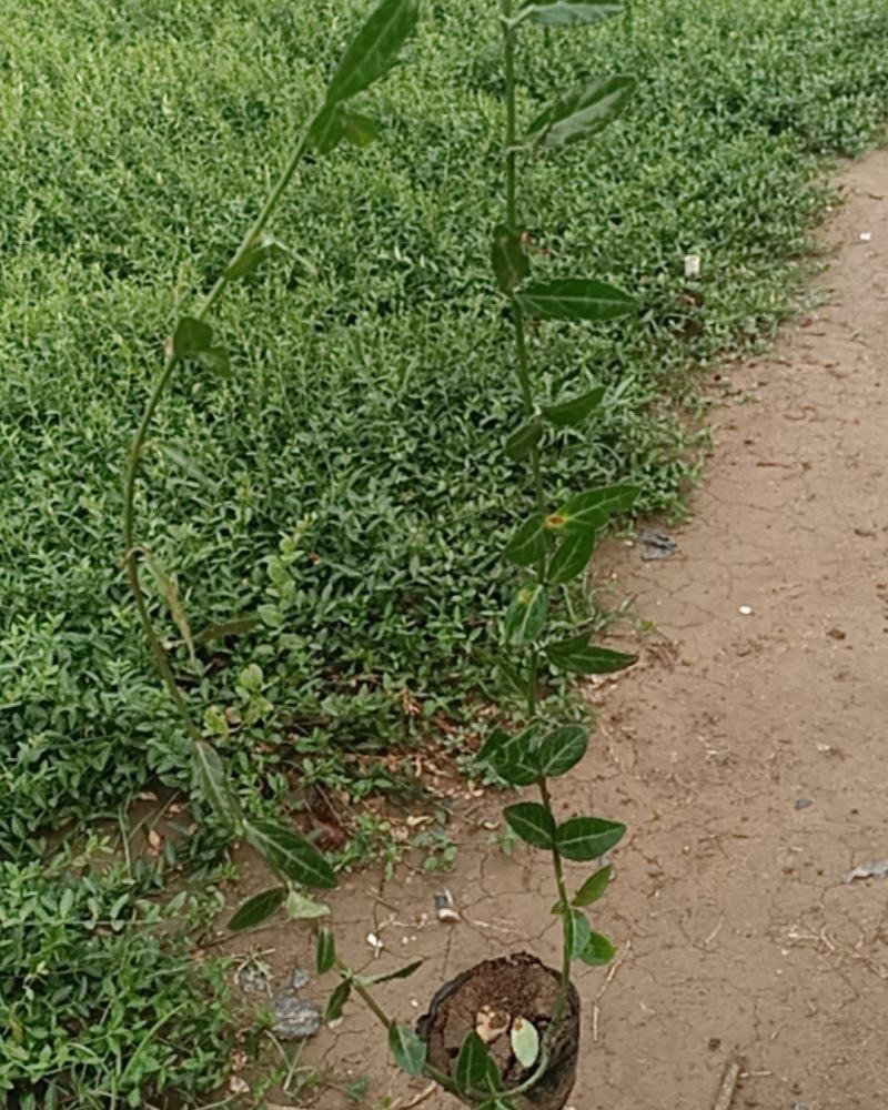 基地直销小叶扶芳藤杯苗绿化植物四级常绿苇茅杯苗