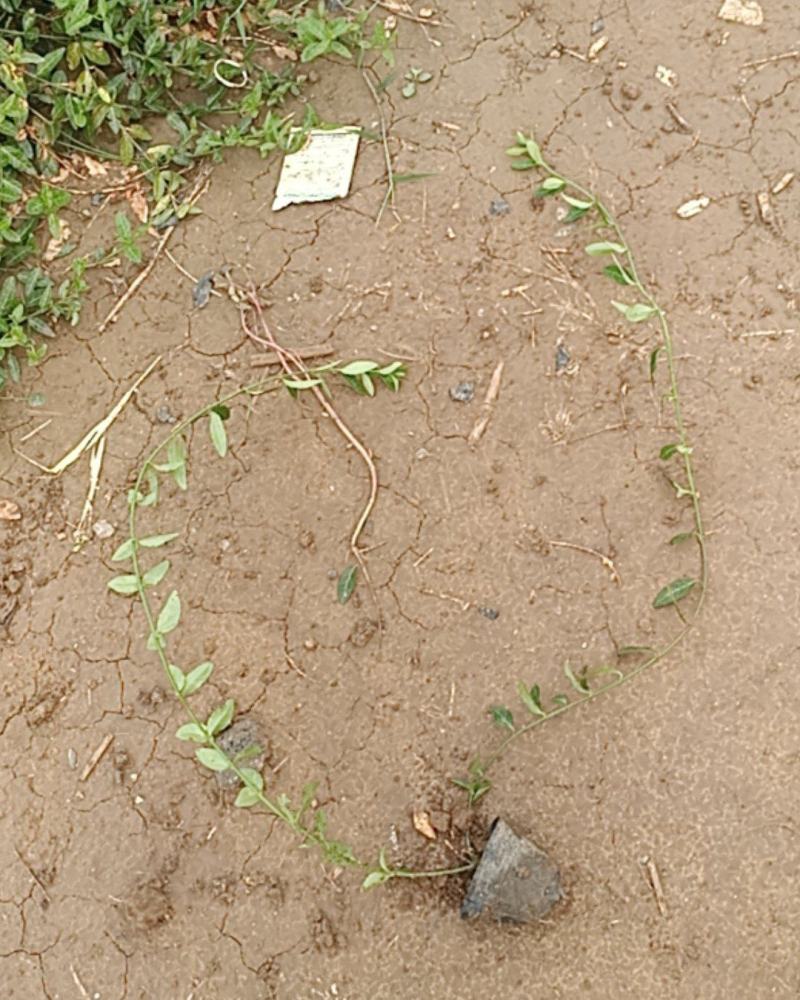 基地直销小叶扶芳藤杯苗绿化植物四级常绿苇茅杯苗