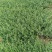 基地直销小叶扶芳藤杯苗绿化植物四级常绿苇茅杯苗