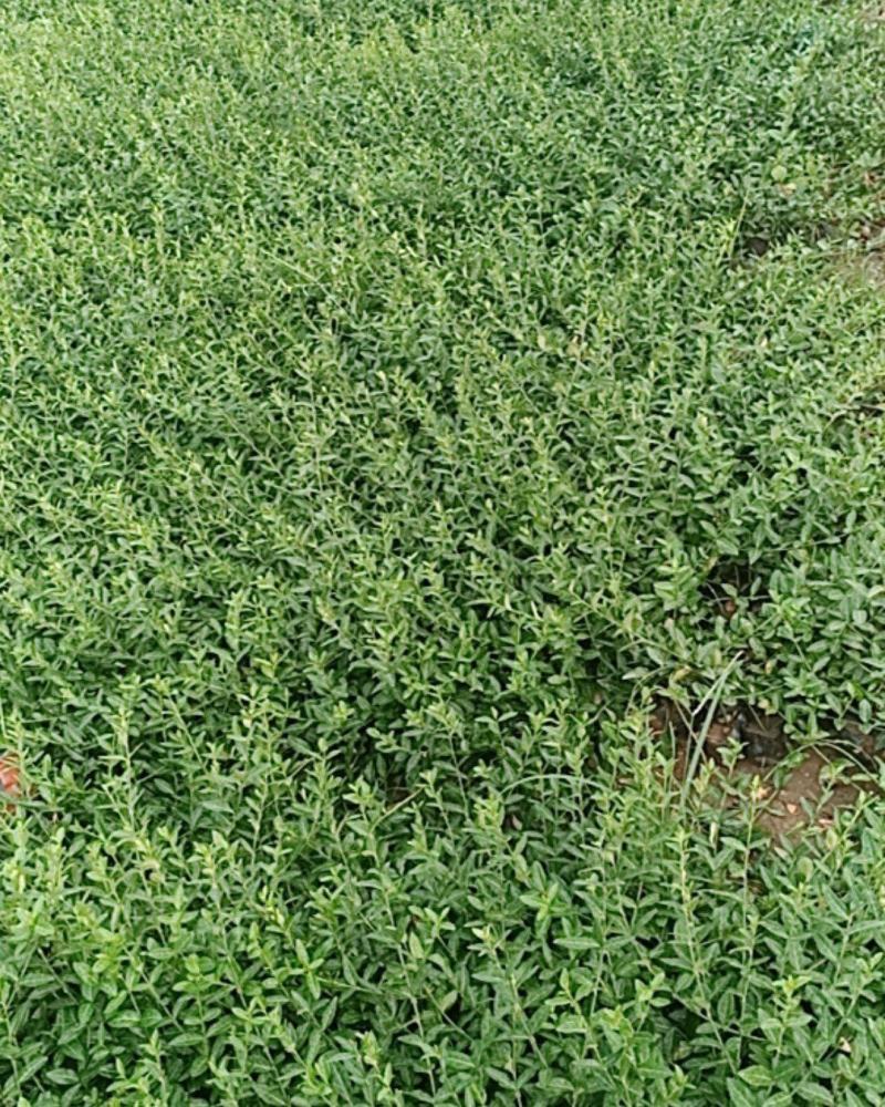 基地直销小叶扶芳藤杯苗绿化植物四级常绿苇茅杯苗