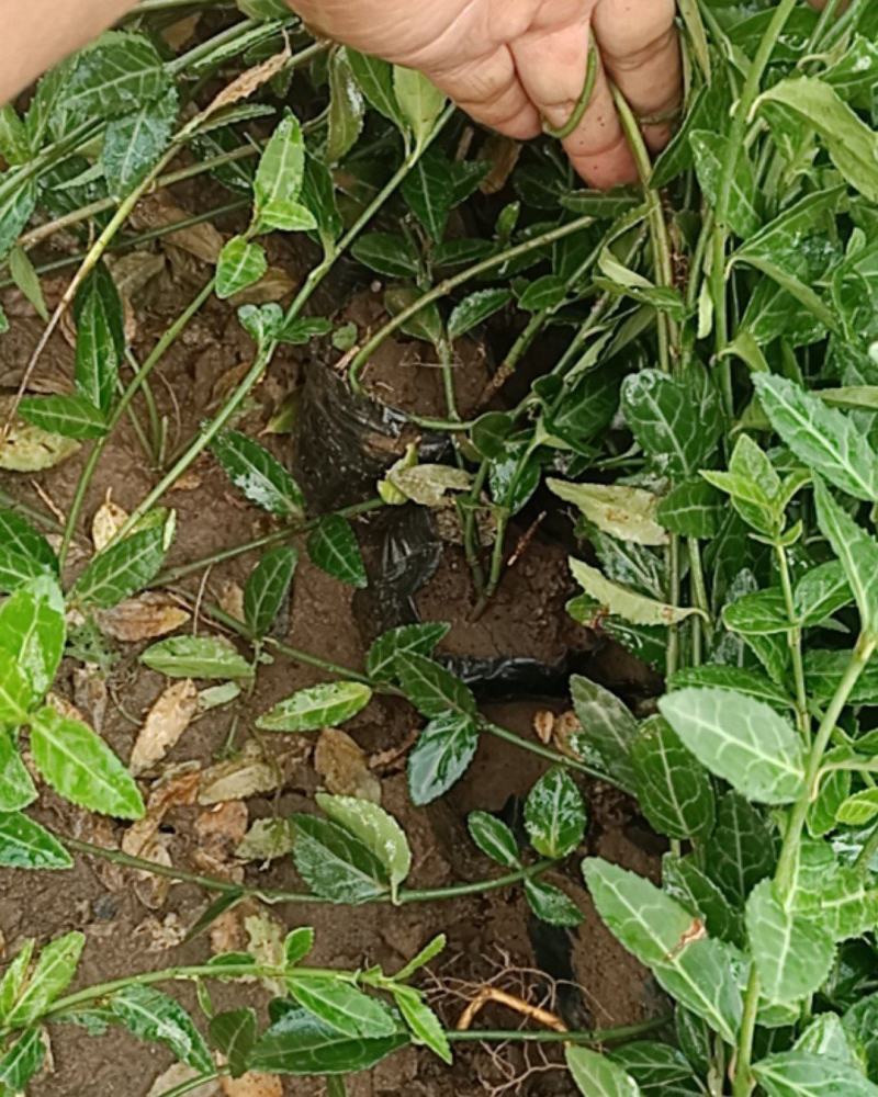 基地直销小叶扶芳藤杯苗绿化植物四级常绿苇茅杯苗