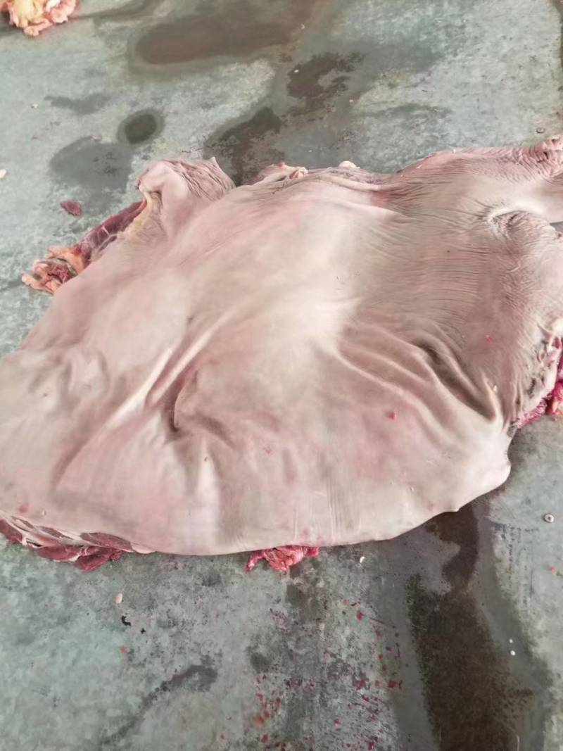 鲜冻带皮驴肉颜色鲜质量好带皮驴肉颜色新鲜质量好出肉率高