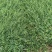 基地直销小叶扶芳藤杯苗绿化植物四级常绿苇茅杯苗