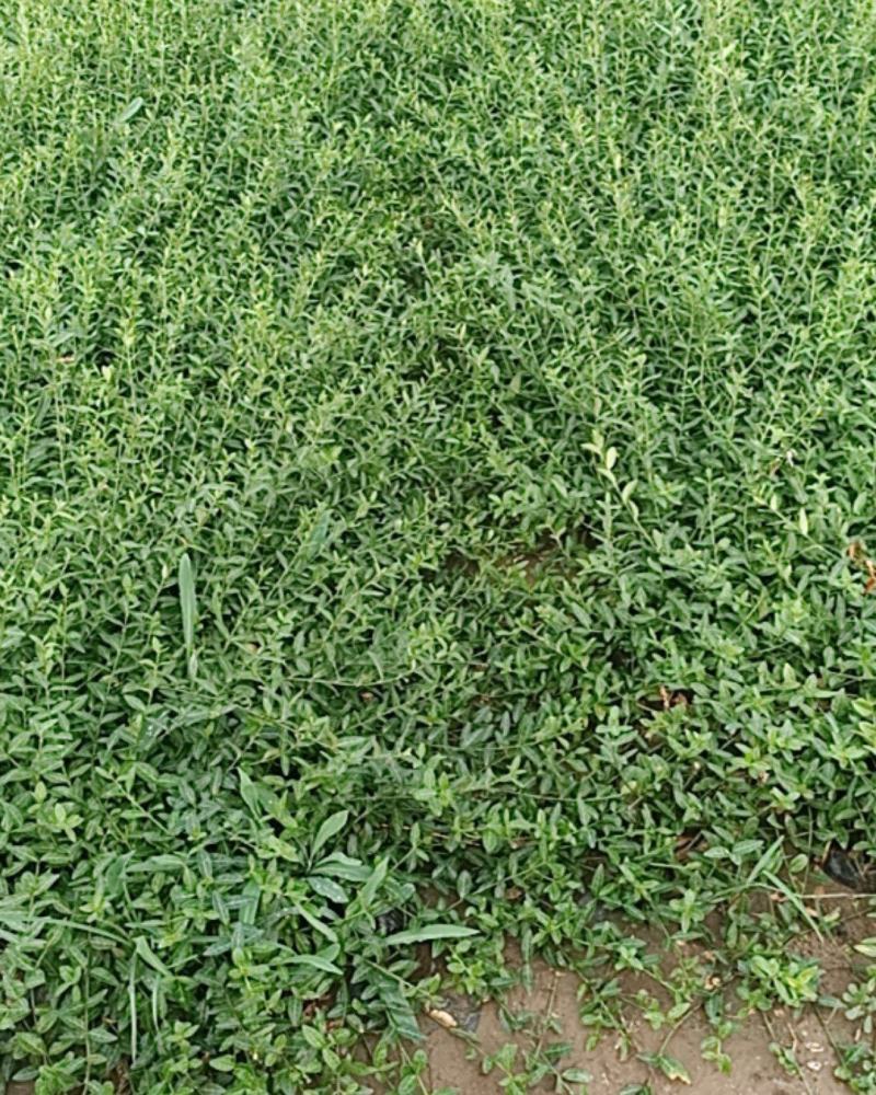 基地直销小叶扶芳藤杯苗绿化植物四级常绿苇茅杯苗