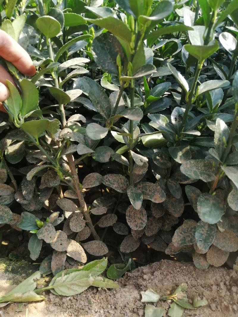 基地直销小叶扶芳藤杯苗绿化植物四级常绿苇茅杯苗