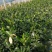 基地直销小叶扶芳藤杯苗绿化植物四级常绿苇茅杯苗