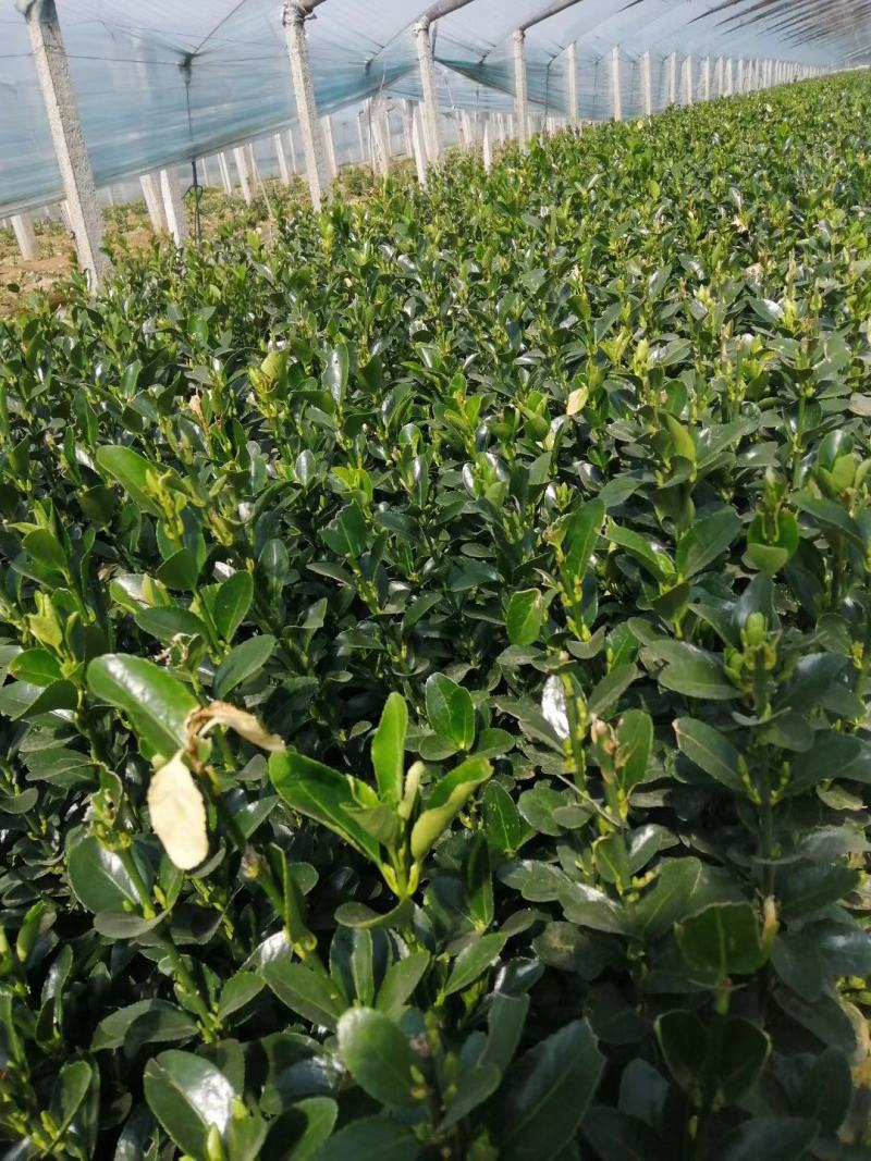 基地直销小叶扶芳藤杯苗绿化植物四级常绿苇茅杯苗
