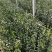基地直销小叶扶芳藤杯苗绿化植物四级常绿苇茅杯苗