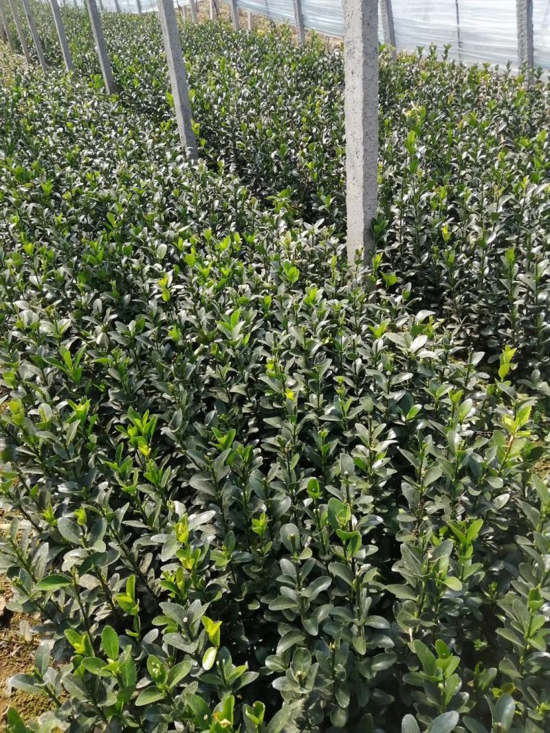 基地直销小叶扶芳藤杯苗绿化植物四级常绿苇茅杯苗