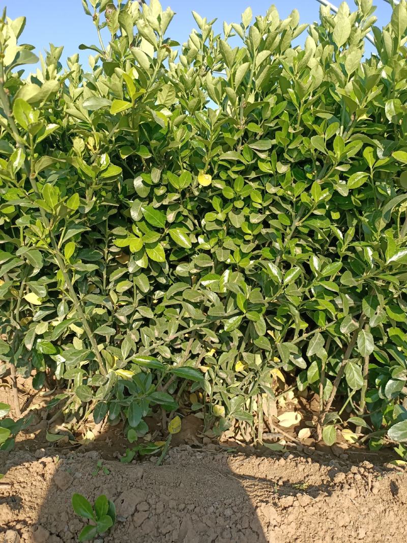 基地直销小叶扶芳藤杯苗绿化植物四级常绿苇茅杯苗