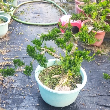 雀舌黄杨精品盆景大小规格都有