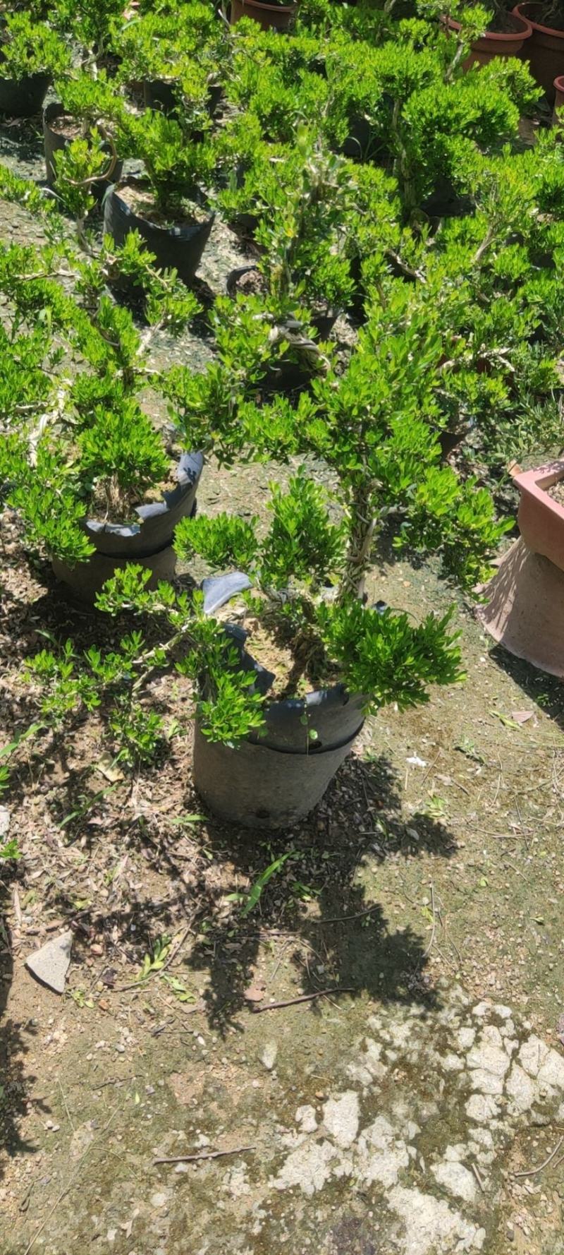 雀舌黄杨精品盆景大小规格都有