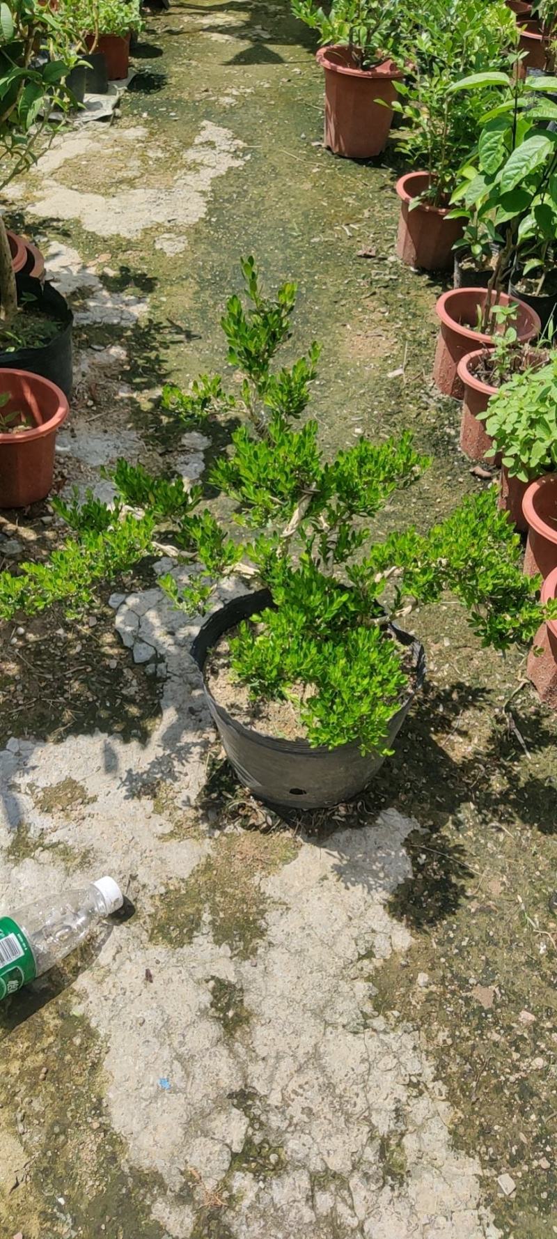雀舌黄杨精品盆景大小规格都有