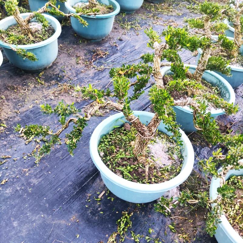 雀舌黄杨精品盆景大小规格都有