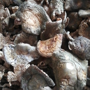 云南省南华县野生菌产地批发各类野生菌，野生青头菌梨菇