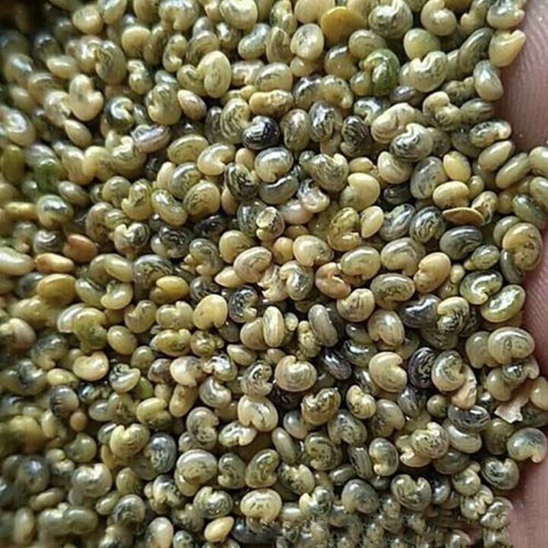 新采猪屎豆种子太阳麻种子椭圆叶猪屎豆三圆叶猪屎豆护种子