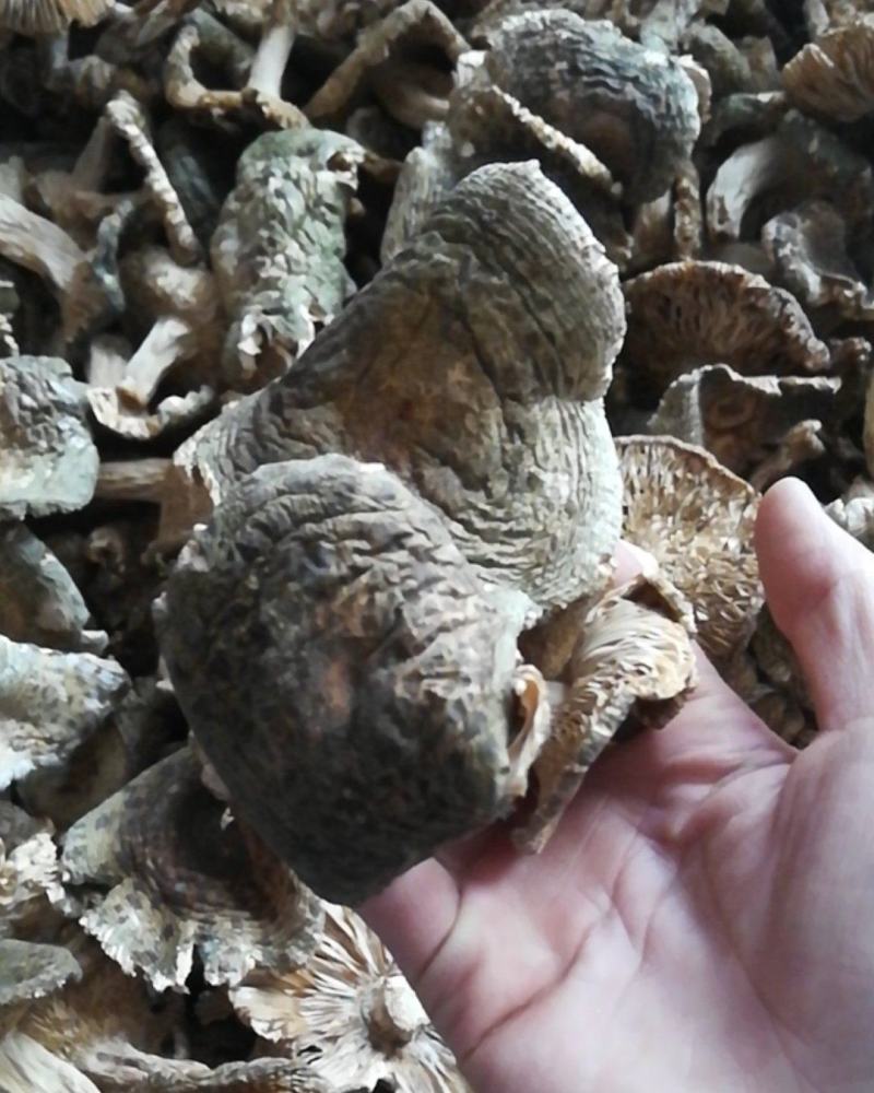云南省南华县野生菌产地批发各类野生菌，野生青头菌梨菇