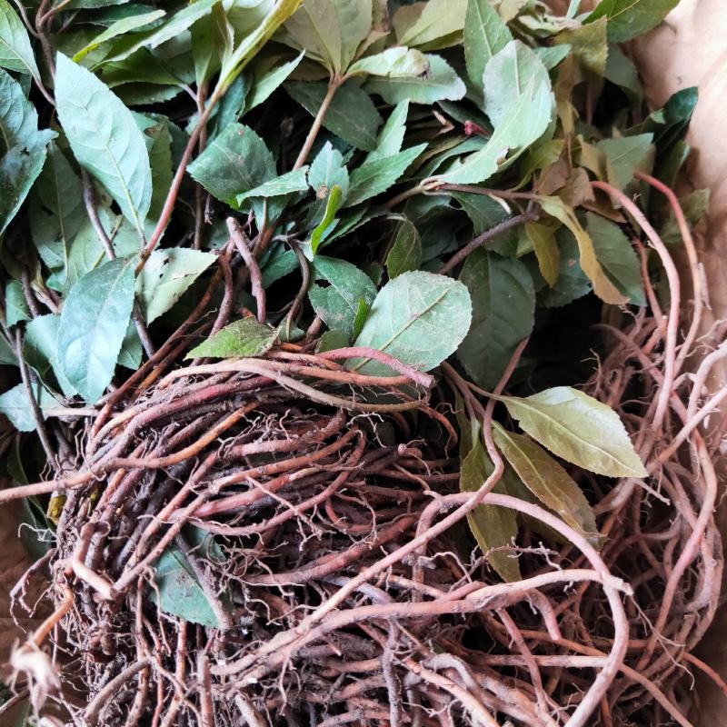 矮地茶新货野生平角木不出林紫金牛叶下红干货批发零售均可
