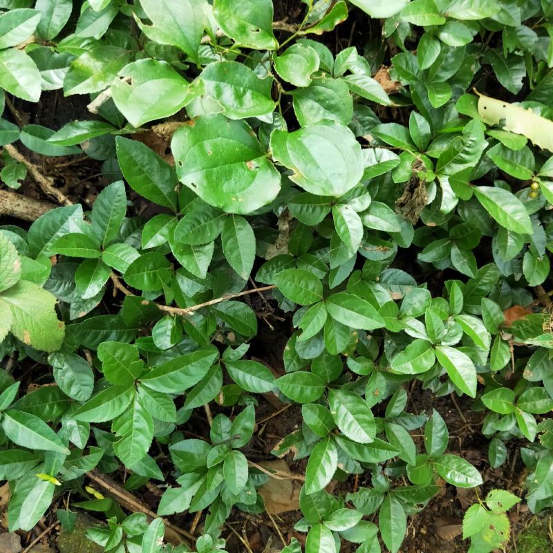 矮地茶新货野生平角木不出林紫金牛叶下红干货批发零售均可