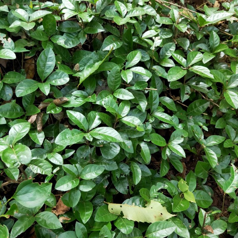 矮地茶新货野生平角木不出林紫金牛叶下红干货批发零售均可