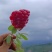 大凉山会理软籽石榴家庭装，好吃，二级轻微花麻果，基地直发