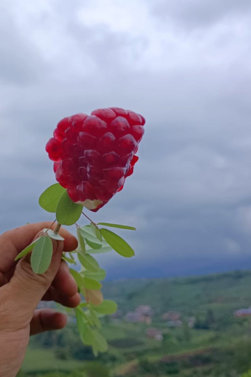 大凉山会理软籽石榴家庭装，好吃，二级轻微花麻果，基地直发