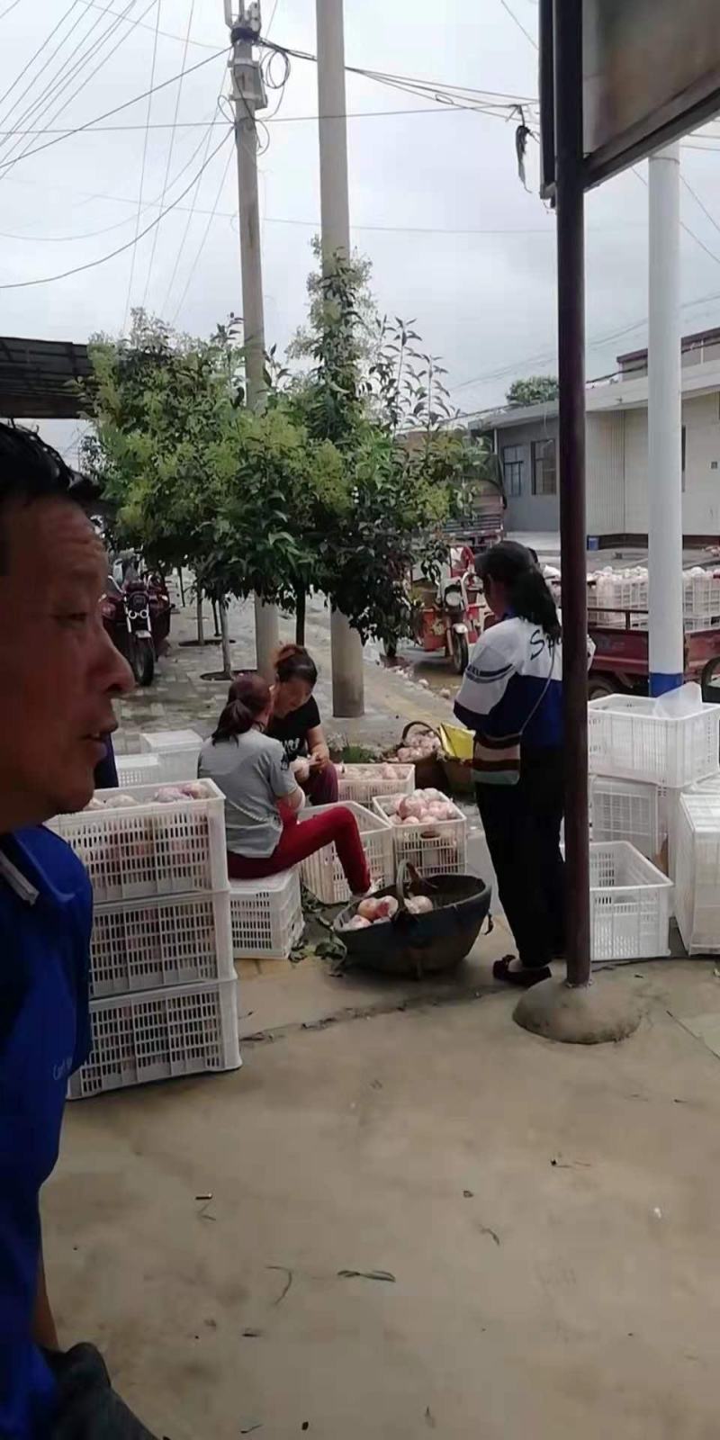 嘎啦苹果