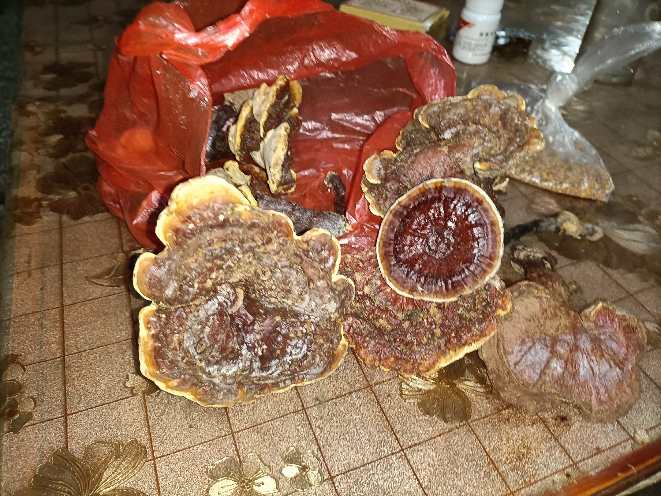 赤灵芝泡水示意图,展示其泡水后的颜色与形态变化 赤灵芝泡水图