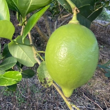 广东四季香水柠檬