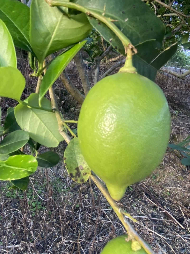 广东四季香水柠檬