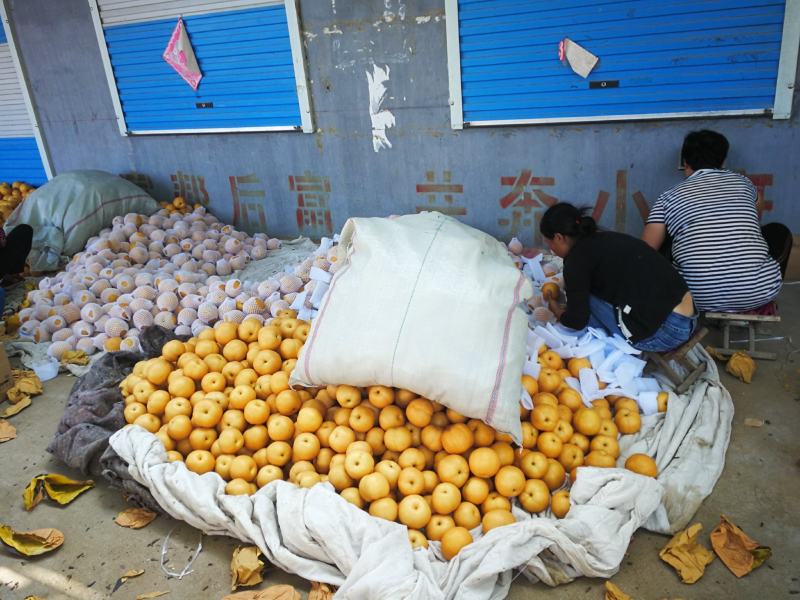 【梨】山东精品秋月梨烟台产地直发皮薄多汁全国发货