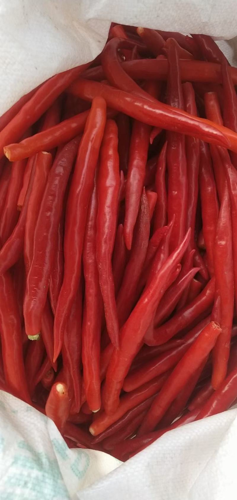 惠民线椒大量供应，颜色好，品质特级，适合腌制和辣椒酱的需